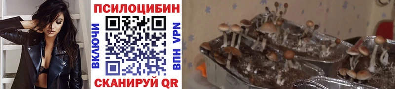 где можно купить наркотик  Юрюзань  Псилоцибиновые грибы ЛСД 
